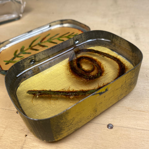 #379 Small Fern Tin