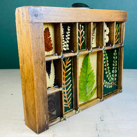 #585 Garden Ferns