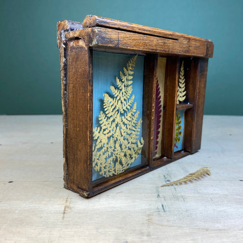 #445 Garden Ferns