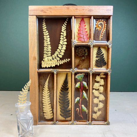 #248 Garden Ferns