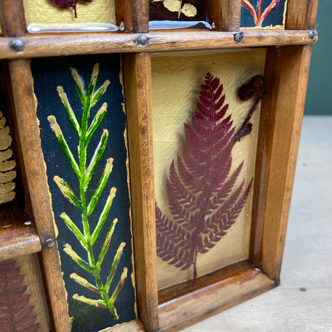 #569 Garden Ferns